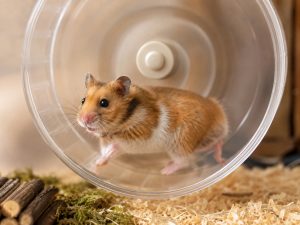 Hamster bewegt sich im Laufrad in artgerechter Umgebung.